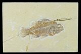 Bargain, Fossil Fish (Cockerellites) - Wyoming #138685-1